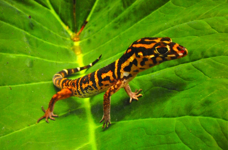 Coleonyx elegans Yucatán banded gecko ç