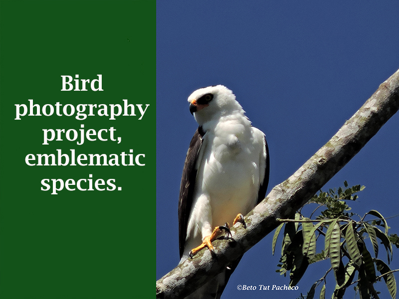 Bird photography project