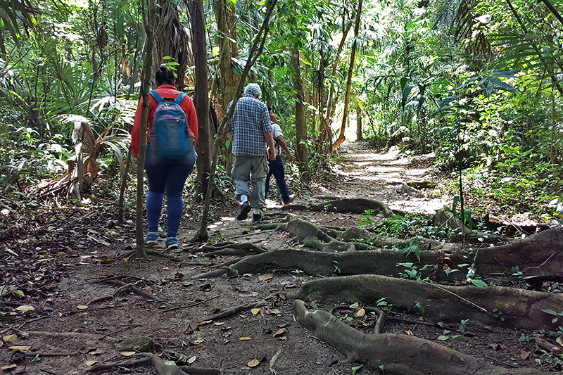 Estacin Biolgica Las Guacamayas senderos en la selva