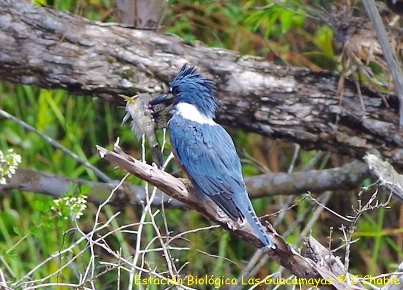 Belted Kingfisher Copiar