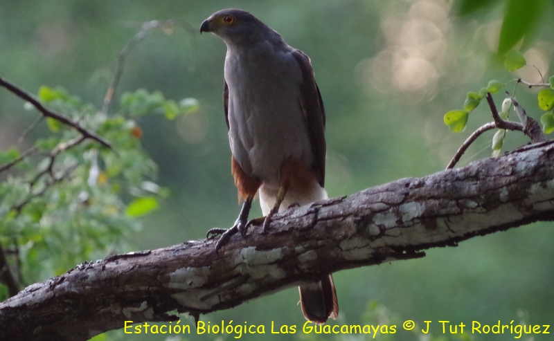 Bicolored Hawk Copiar