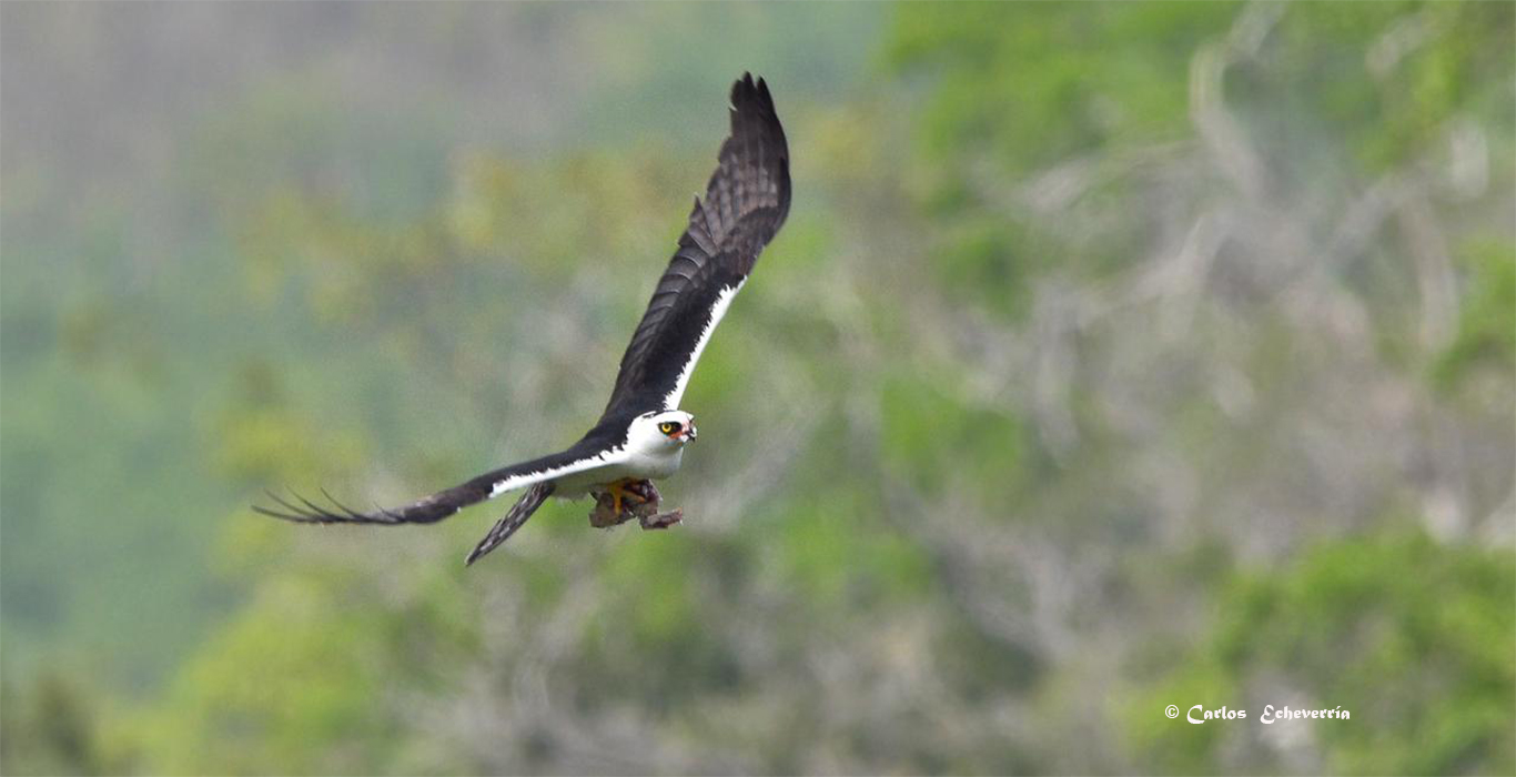 Black and White hawk Eagle estacion biologica las guacamayas