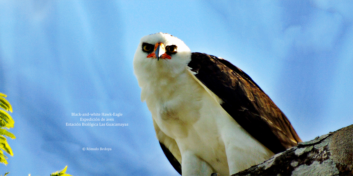 Black and white Hawk Eagle