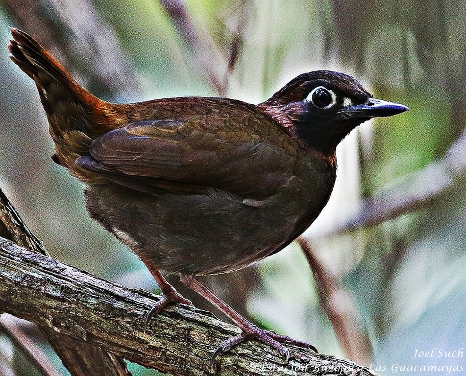 Black faced antthrush