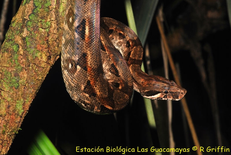 Boa constrictor Boa constrictor Mazacuata Copiar