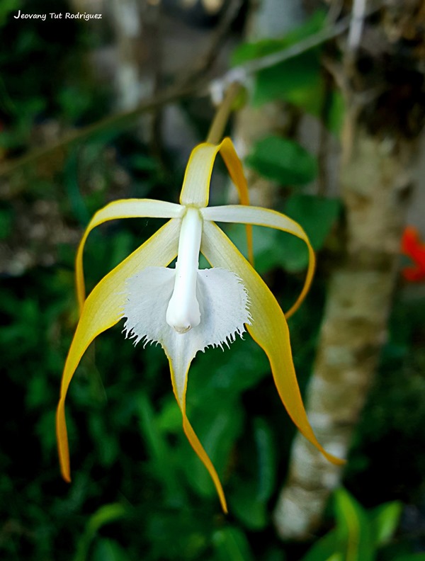 Brassavola cucullata