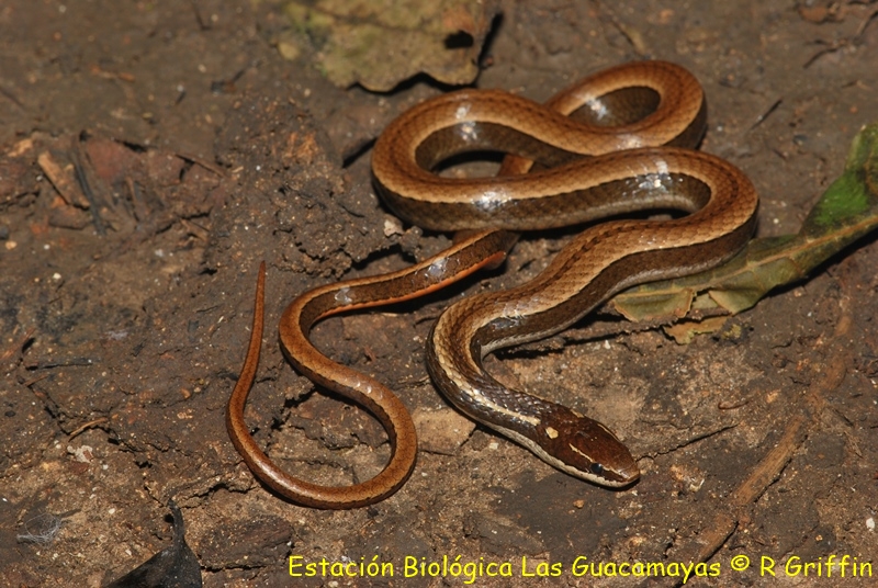 Coniophanes imperialis Black striped snake Culebra rayas negra. Copiar