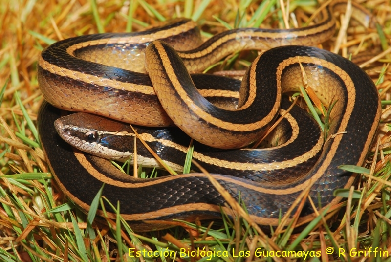 Coniophanes schmidti quinquevittatus Schmidts striped snake Culebra rayada de Schmidt. Copiar