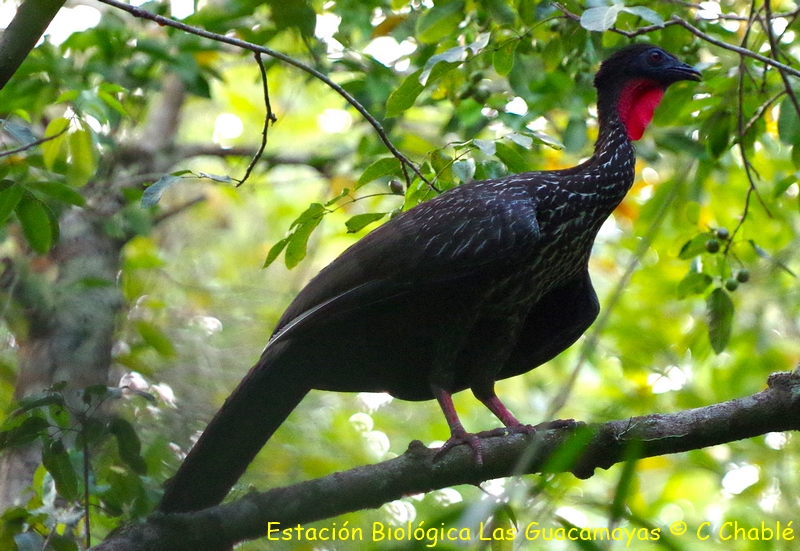 Crested Guan