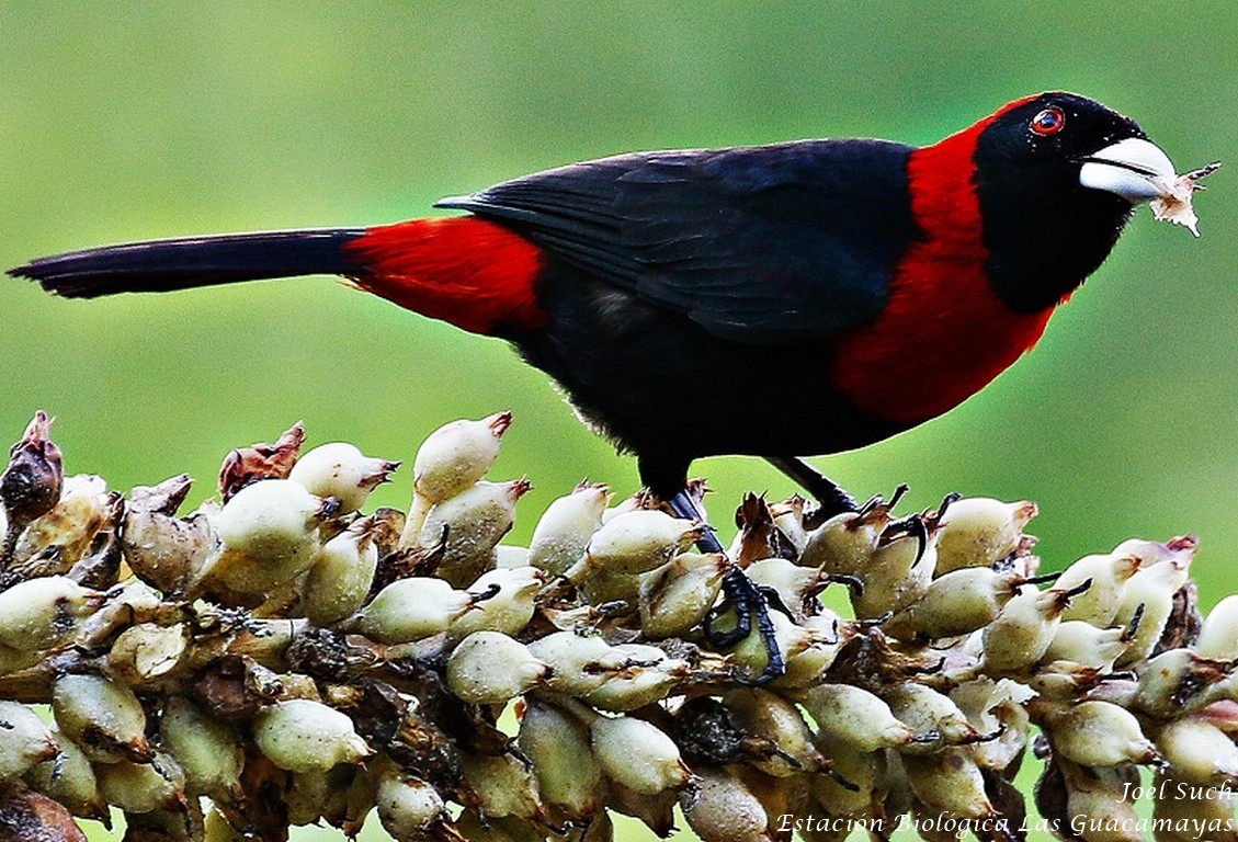 Crimson collared Tanager guacamayas