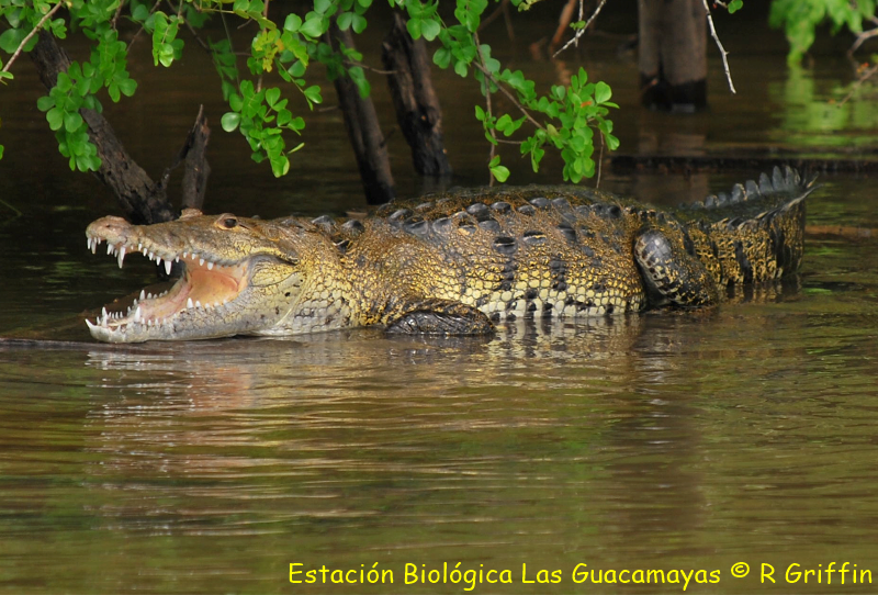 Crocodylus moreleti Morelets crocodile Crocodrilo de Panto Copiar