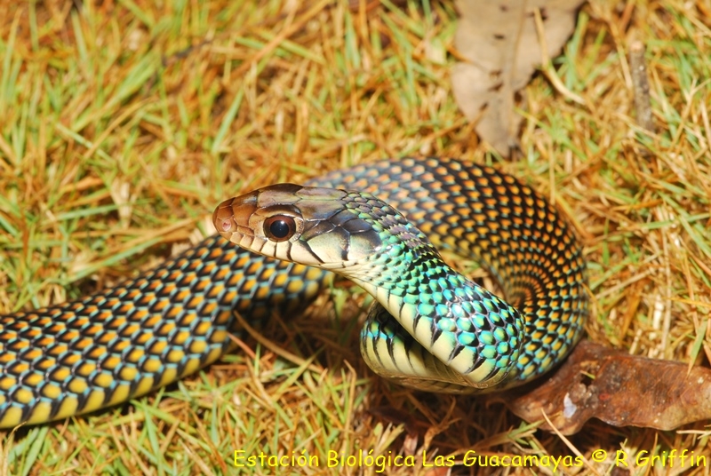 Drymobius margaritiferus Speckled racer Ranera salpicada Copiar