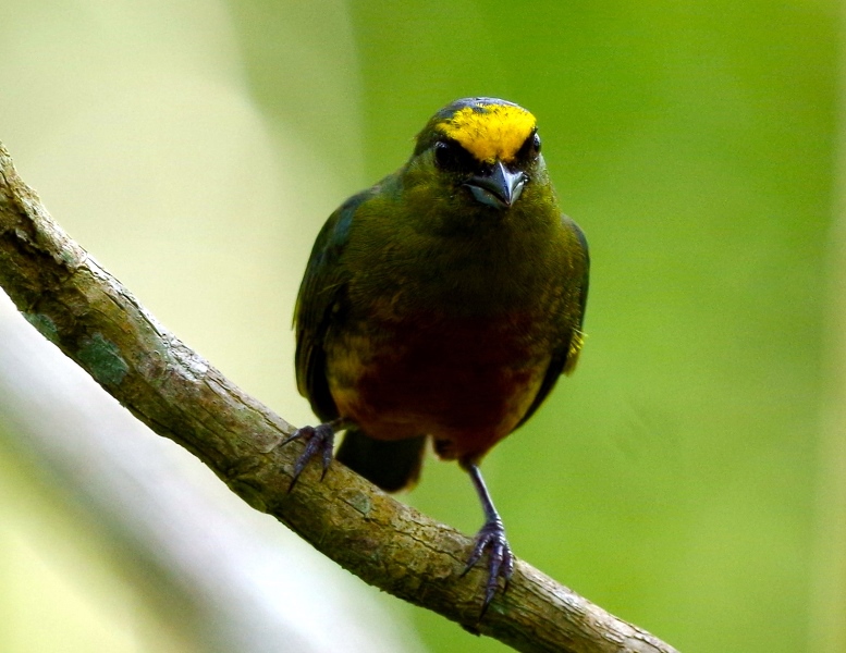 Euphonia