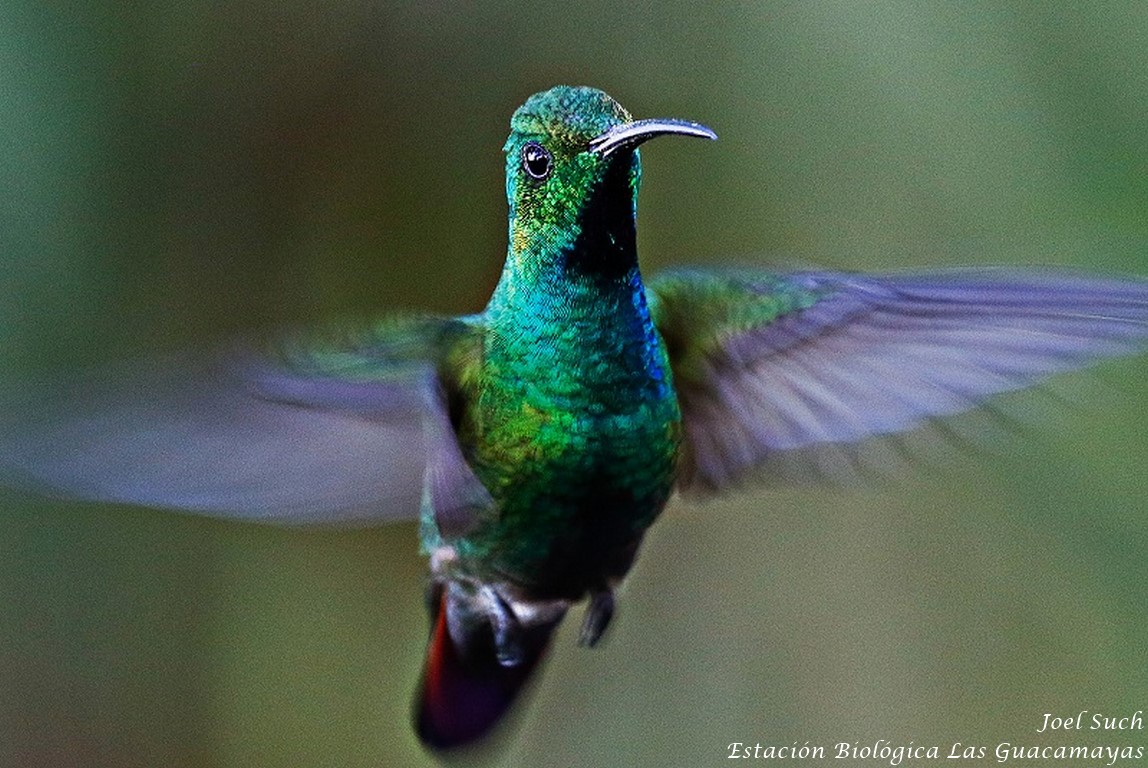 Green breasted mango