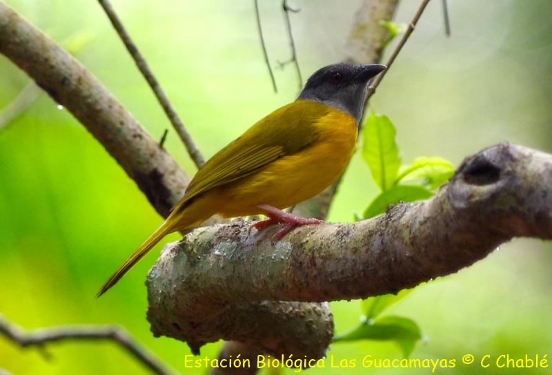 Grey headed Tanager Copiar