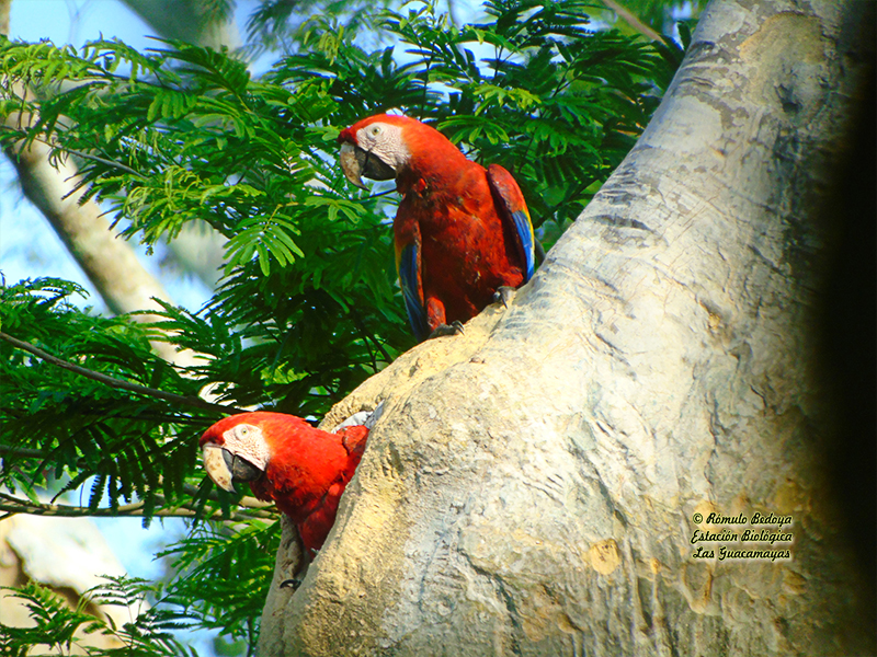 Guacamaya roja Turismo estudiantil aprendiendo de la naturaleza