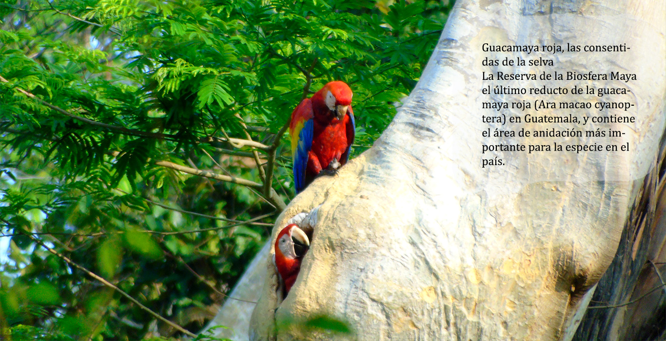 Guacamaya roja estacion biologica las guacamayas