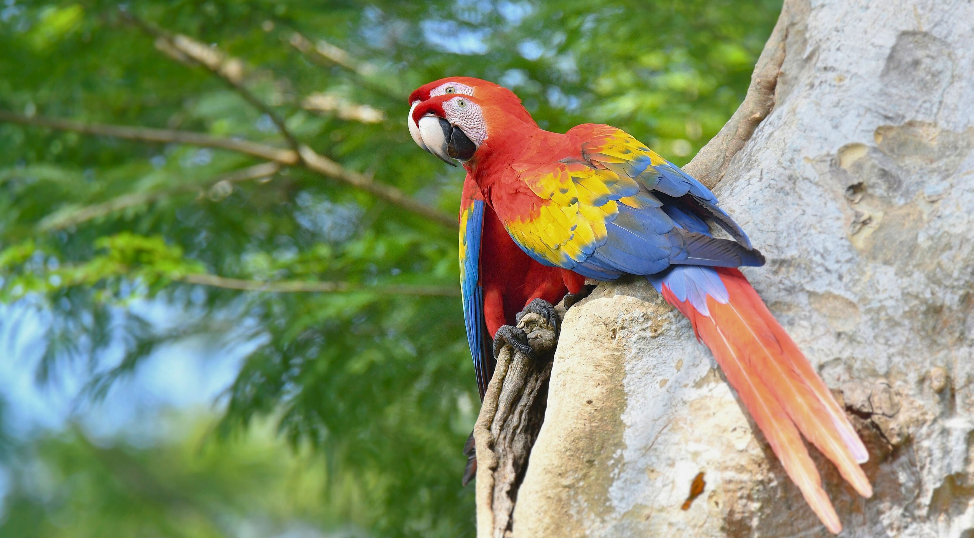 Guacamaya roja