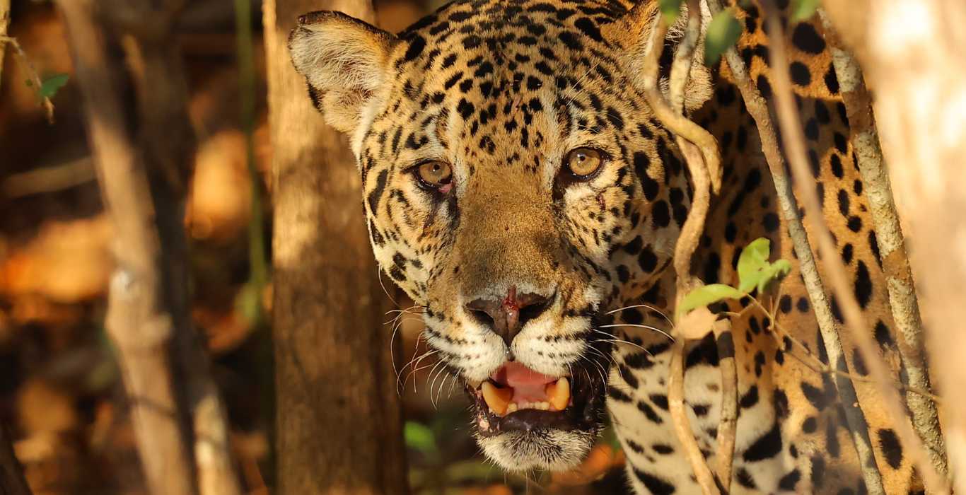 Jaguar fotografiado en la Estación Biológica Las Guacamayas