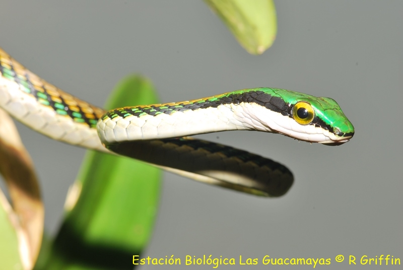 Leptophis mexicanus Bronze backed parrot snake Ranera dorso bronceada. Copiar