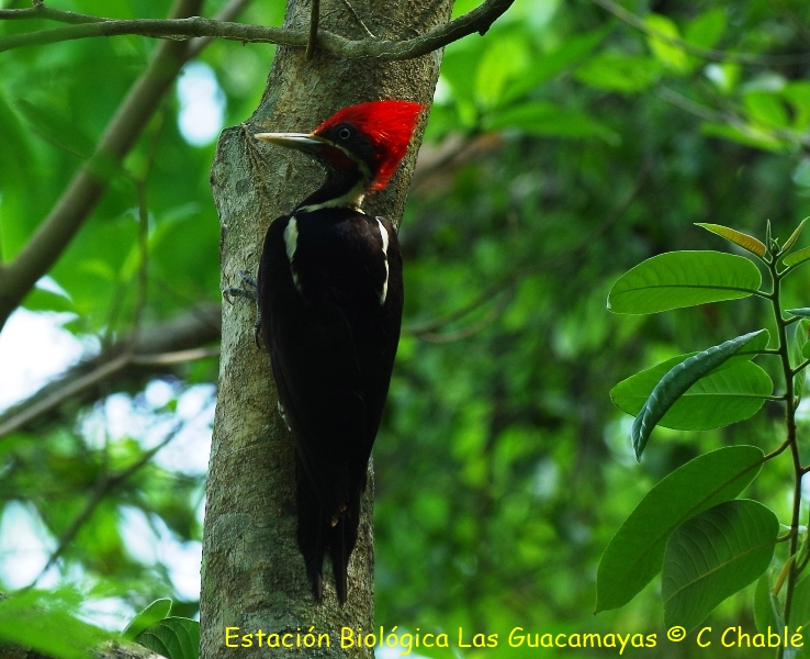 Lineated Woodpecke Copiar