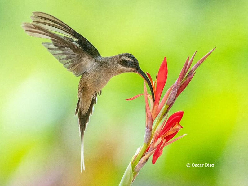 Long billed Hermit Turismo estudiantil aprendiendo de la naturaleza