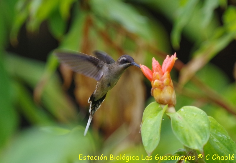 Long tailed Hermit