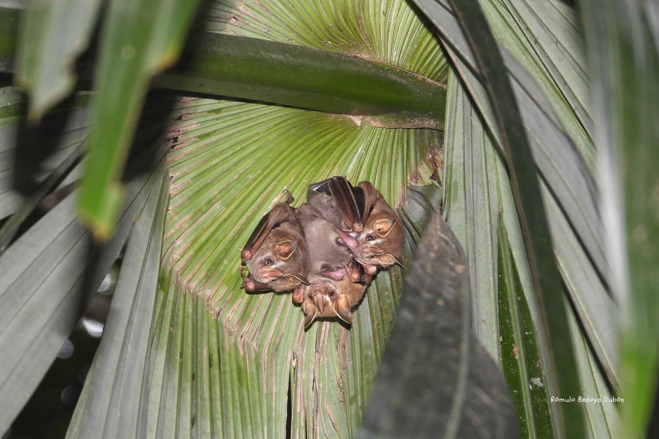 Murcielagos tienderos