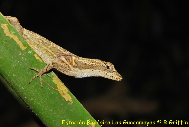 Norops capito Long legged anole Abaniquillo patuda. Copiar