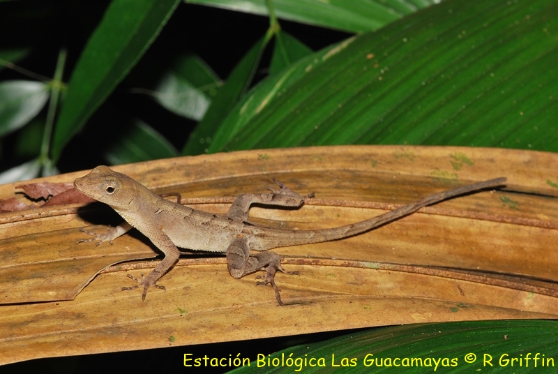 Norops lemurinus bourgeaei Ghost anole Abaniquillo fantasma. Copiar