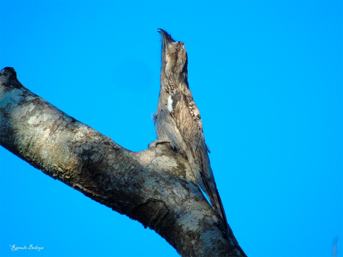 Northern Potoo