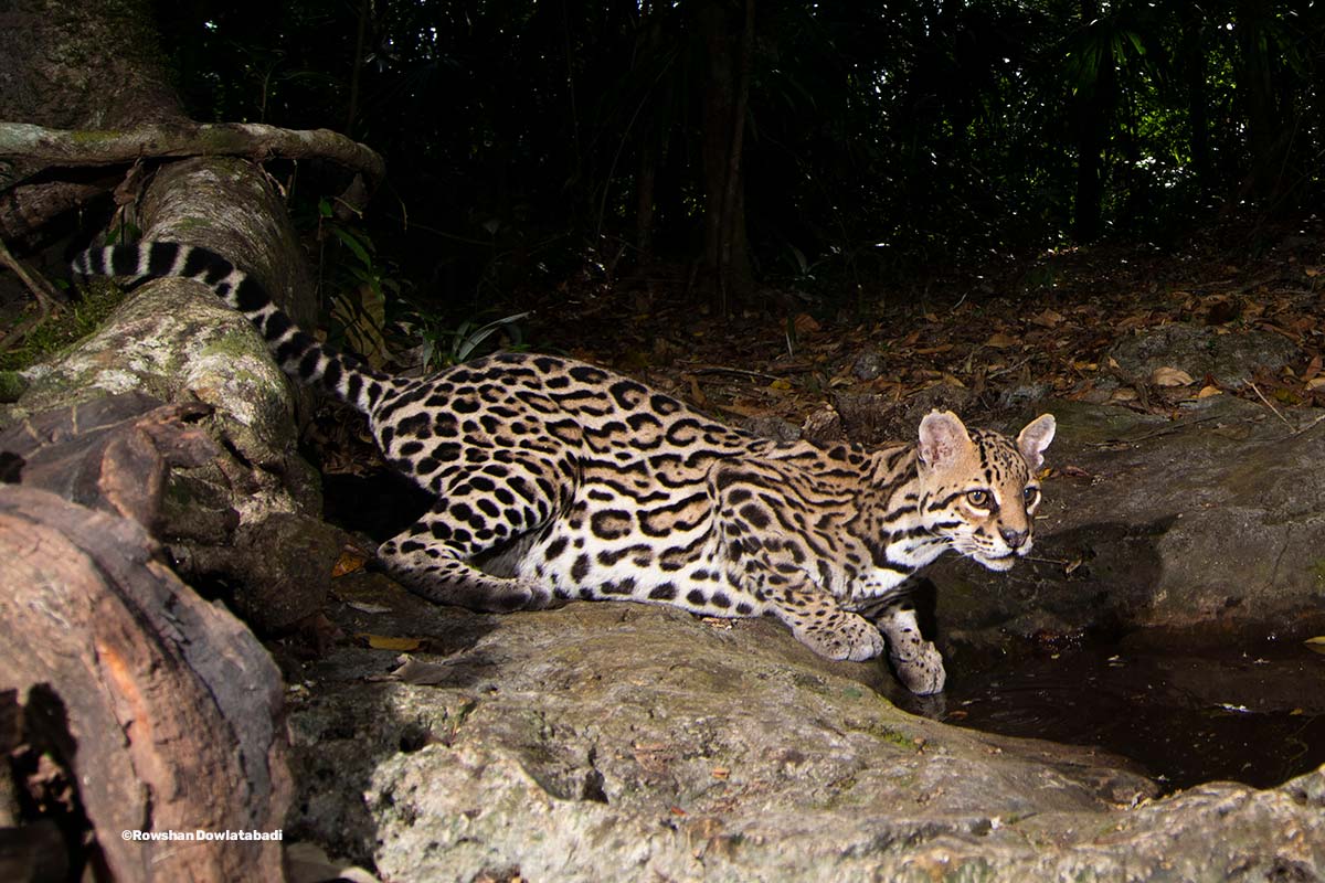 Ocelot