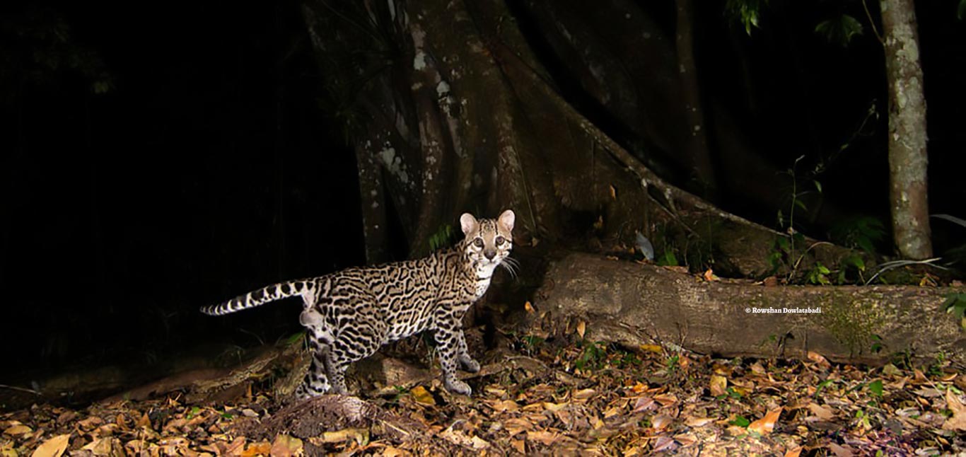 Ocelote pardalis 