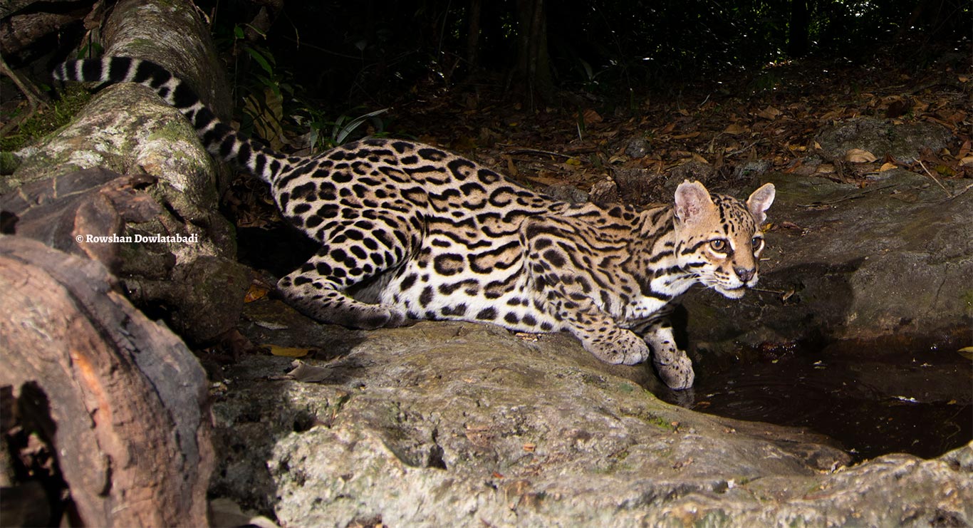 Ocelote pardalis