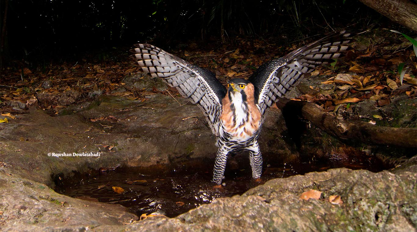 Águila halcón adornada 2