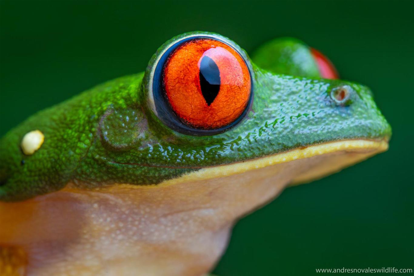 Ranita de ojos rojos