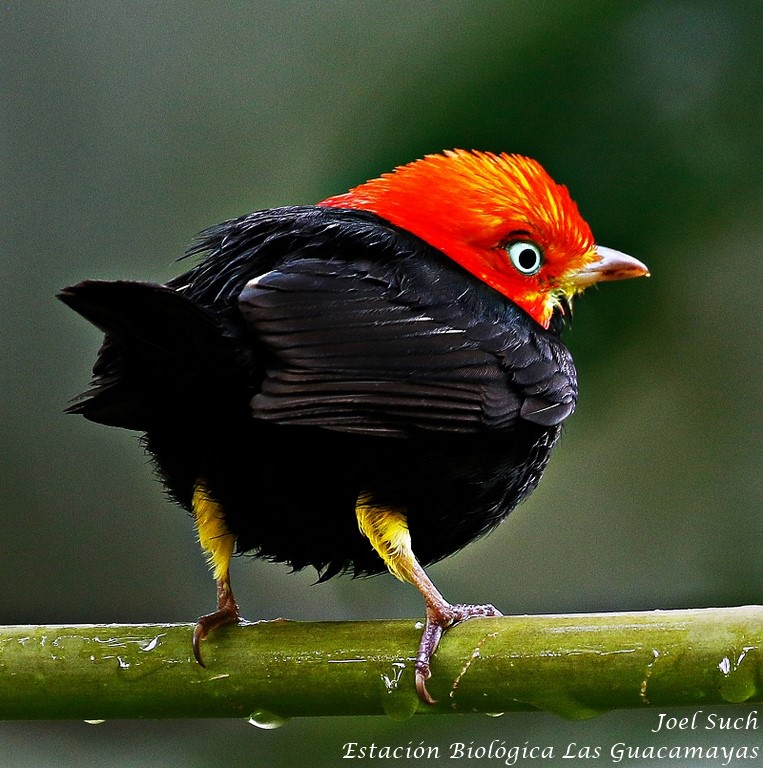 Red capped Manakin guacamayas