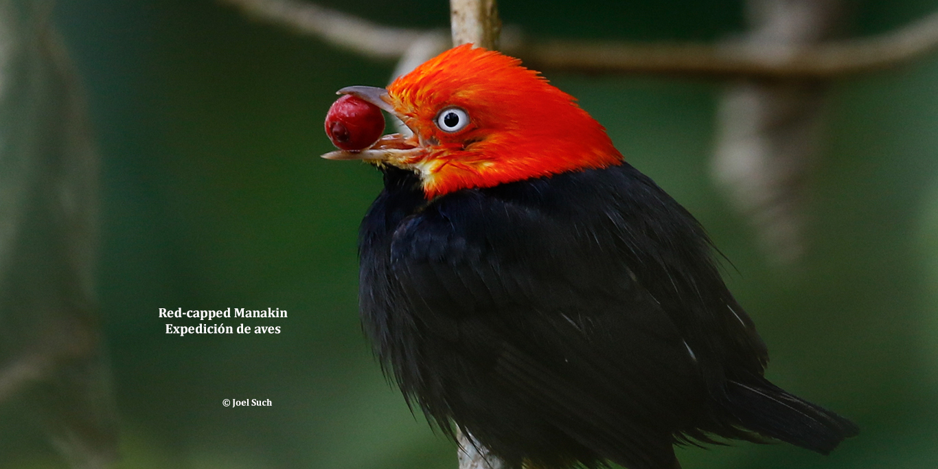 Red capped Manakin