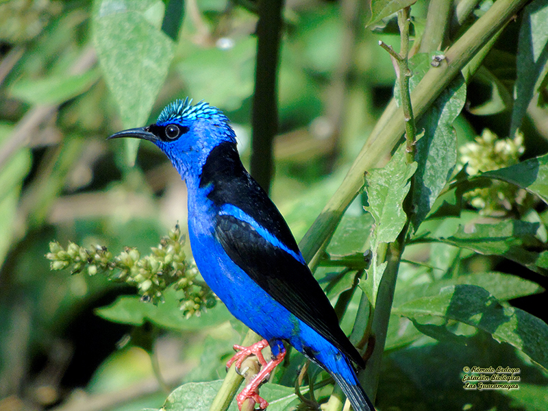 Red legged Honeycreeper Turismo estudiantil aprendiendo de la naturaleza