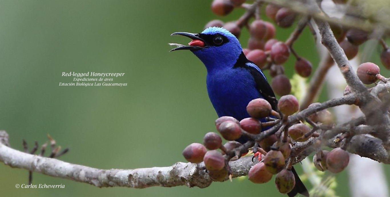 Red legged Honeycreeper