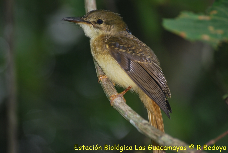 Royal Flycatcher Copiar 2