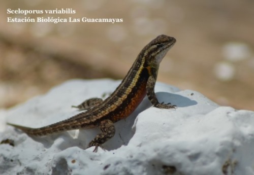 Sceloporus variabilis