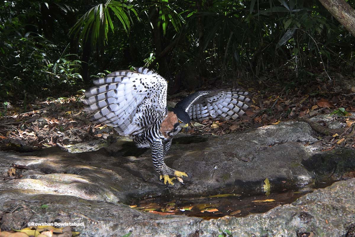 Spizaetus ornatus