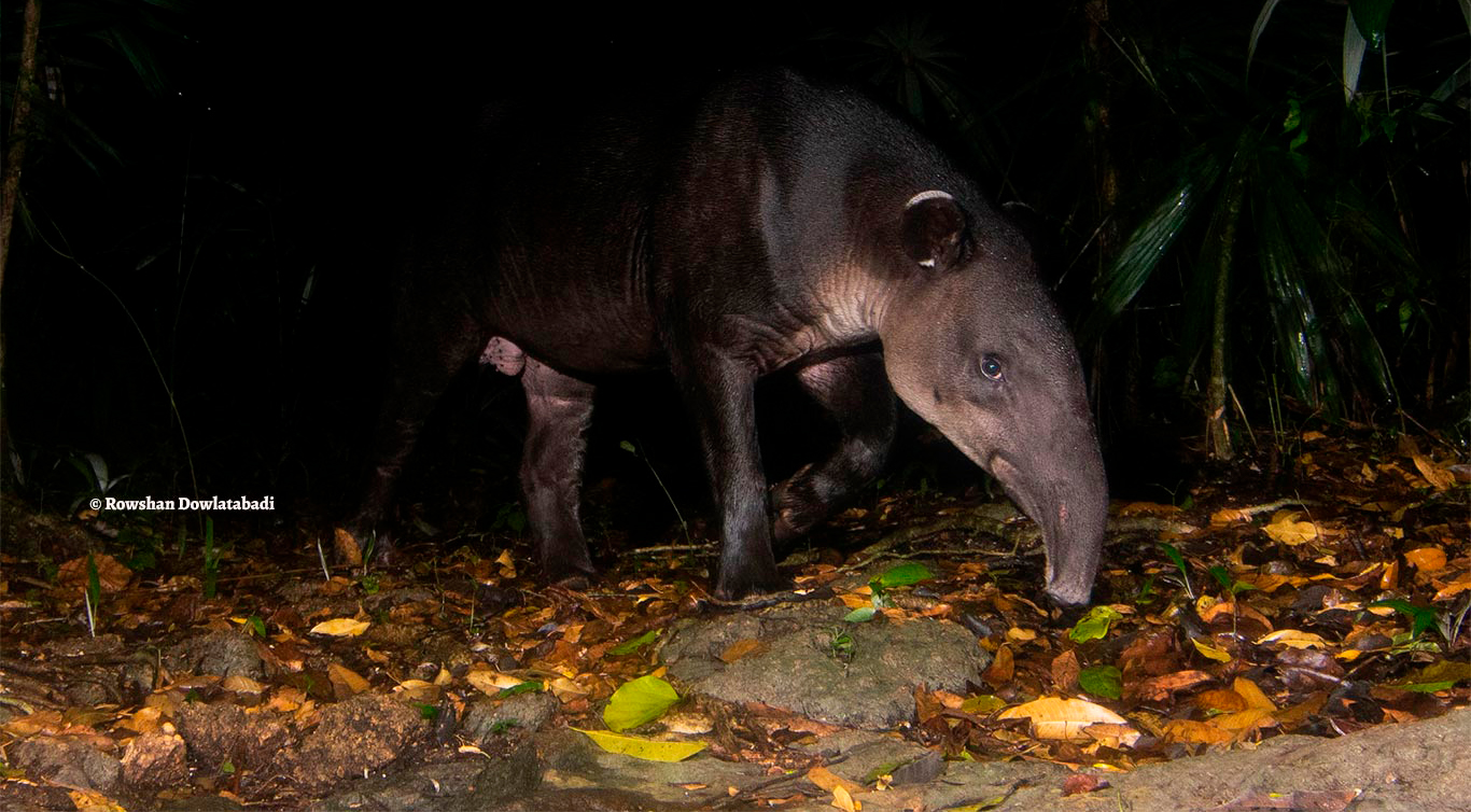 Tapirus bairdii