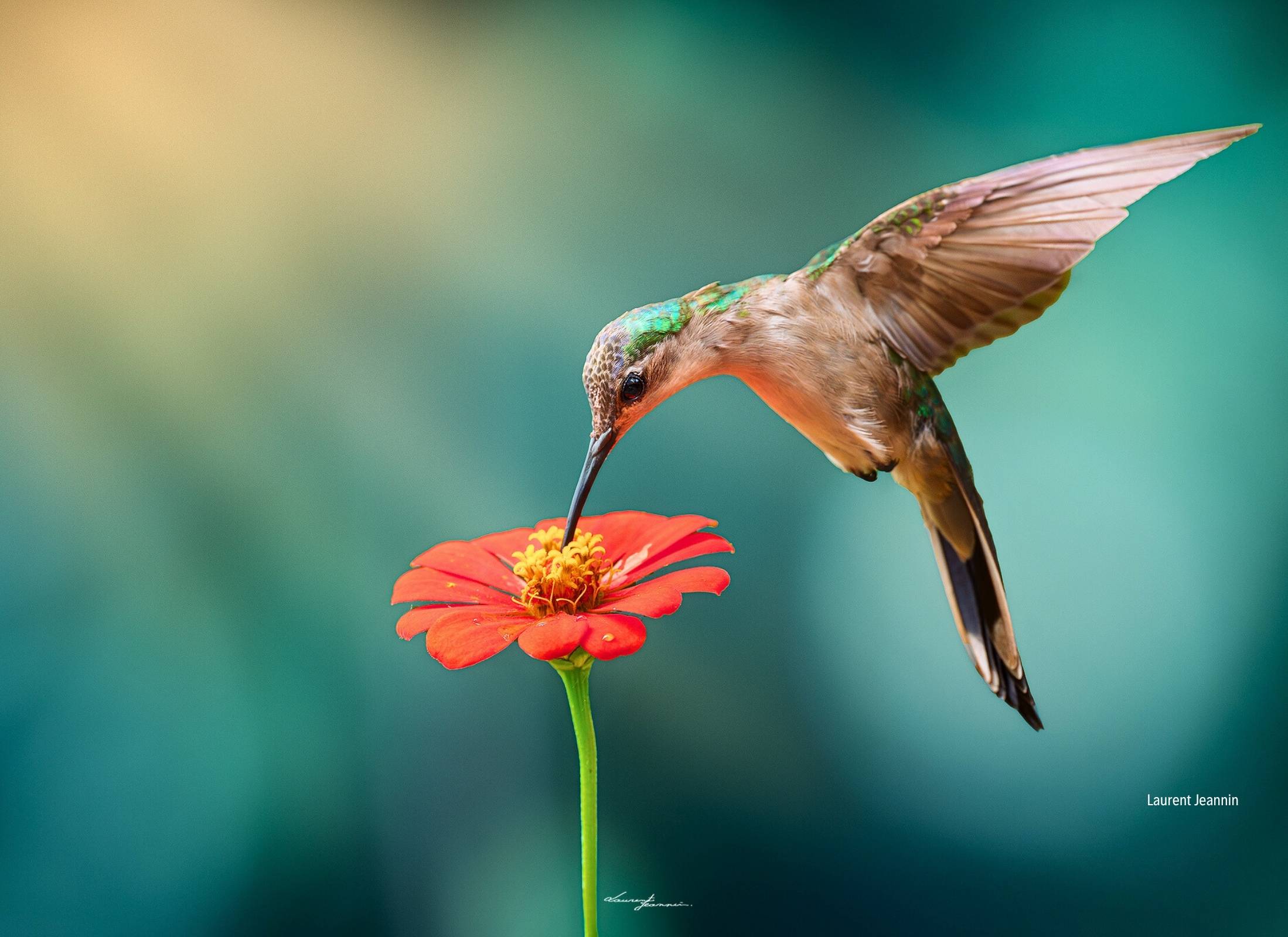 Wedge tailed Sabrewing
