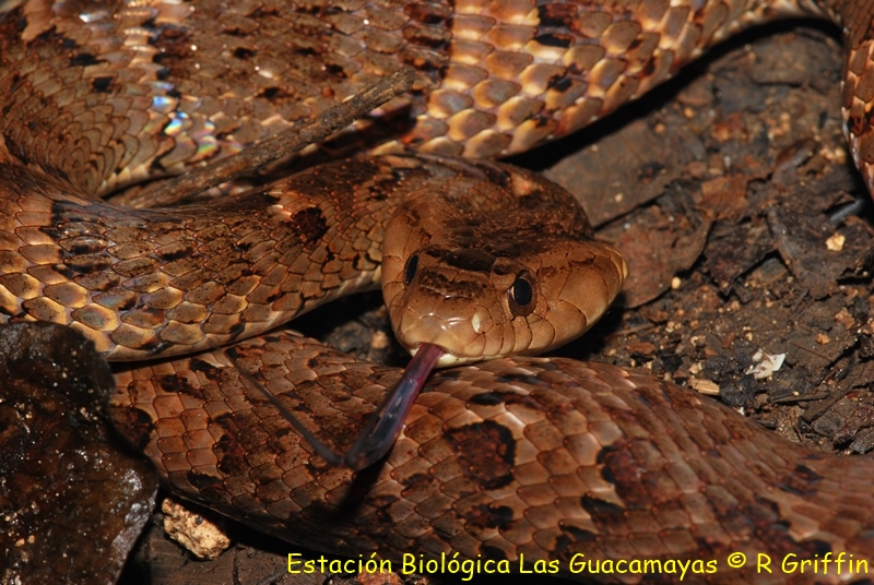 Xenodon rabdocephalus False barba amarilla Barba falsa. Copiar