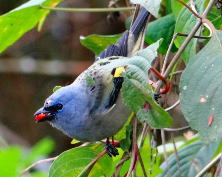 Yellow winged Tanager