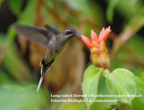 colibri