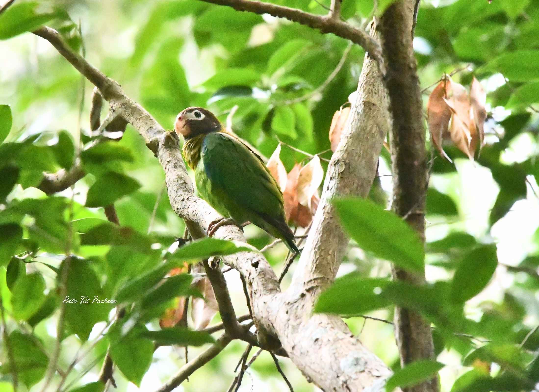 Brown-hooded Parrot-