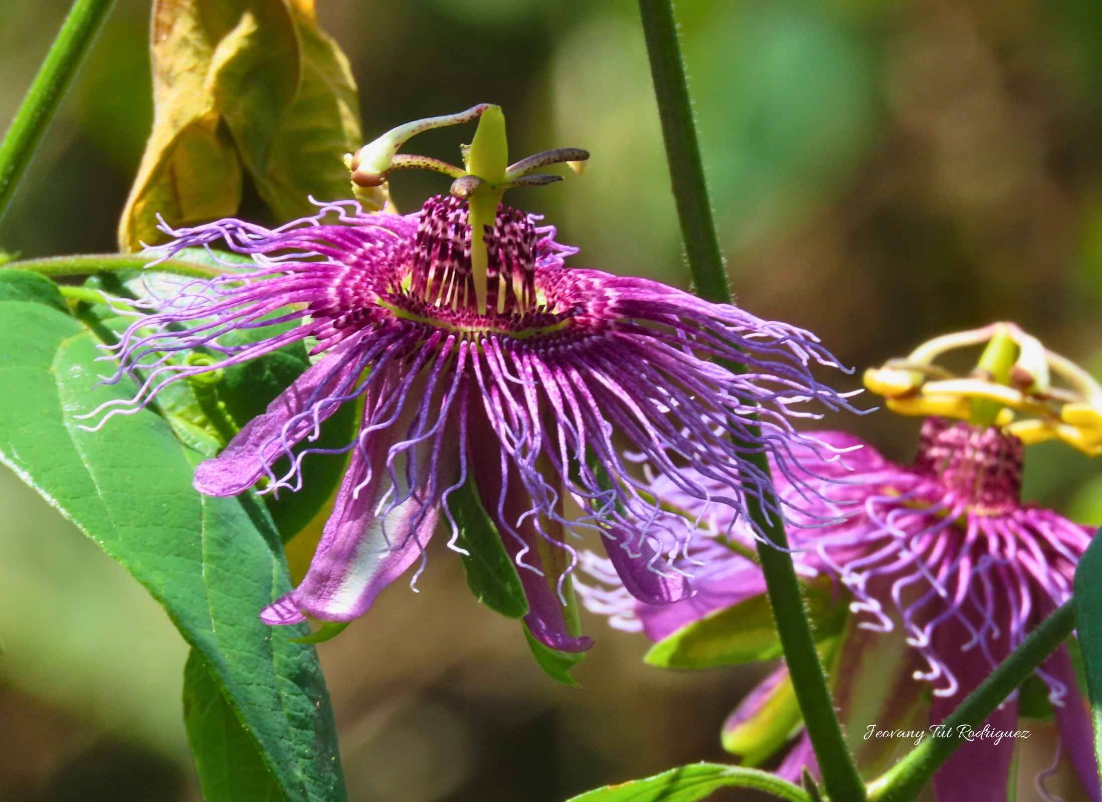 Passiflora serratifolia_Granadilla